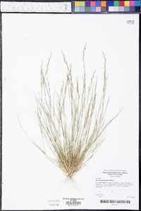 Aristida dichotoma image