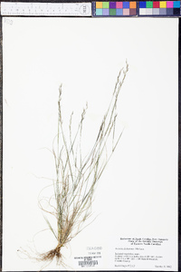 Aristida dichotoma image