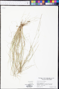 Aristida dichotoma image