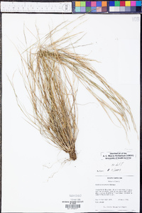 Aristida dichotoma image