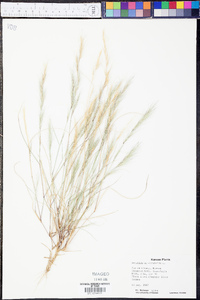 Aristida adscensionis image