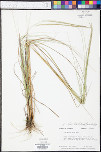 Aristida affinis image