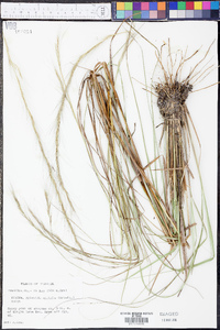 Aristida affinis image