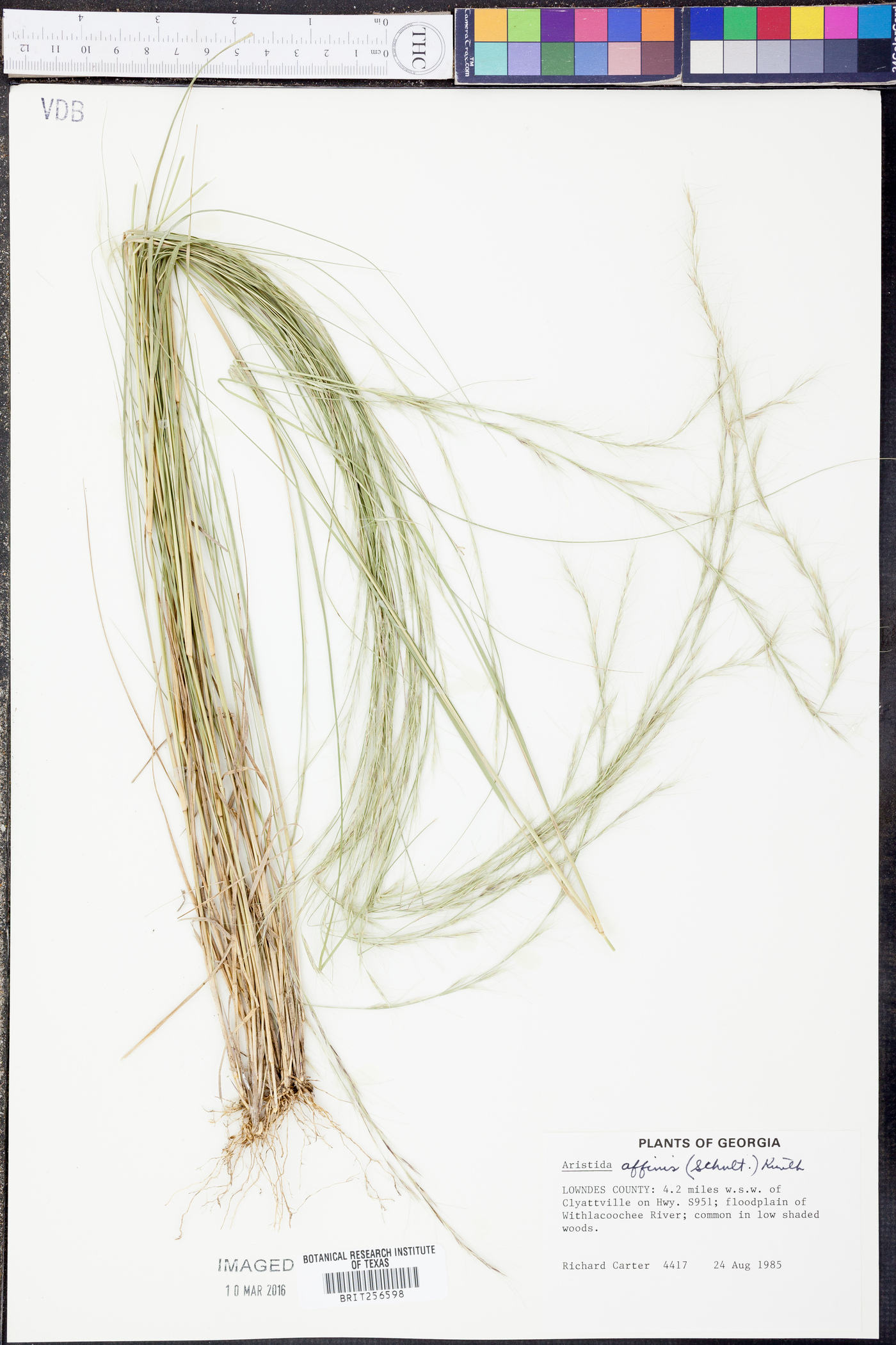 Aristida affinis image