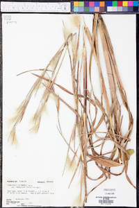 Andropogon liebmannii image