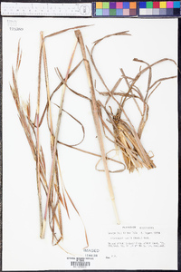 Andropogon mohrii image