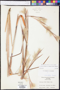 Andropogon liebmannii image