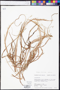 Schizachyrium littorale image