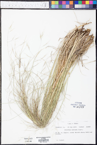 Aristida havardii image