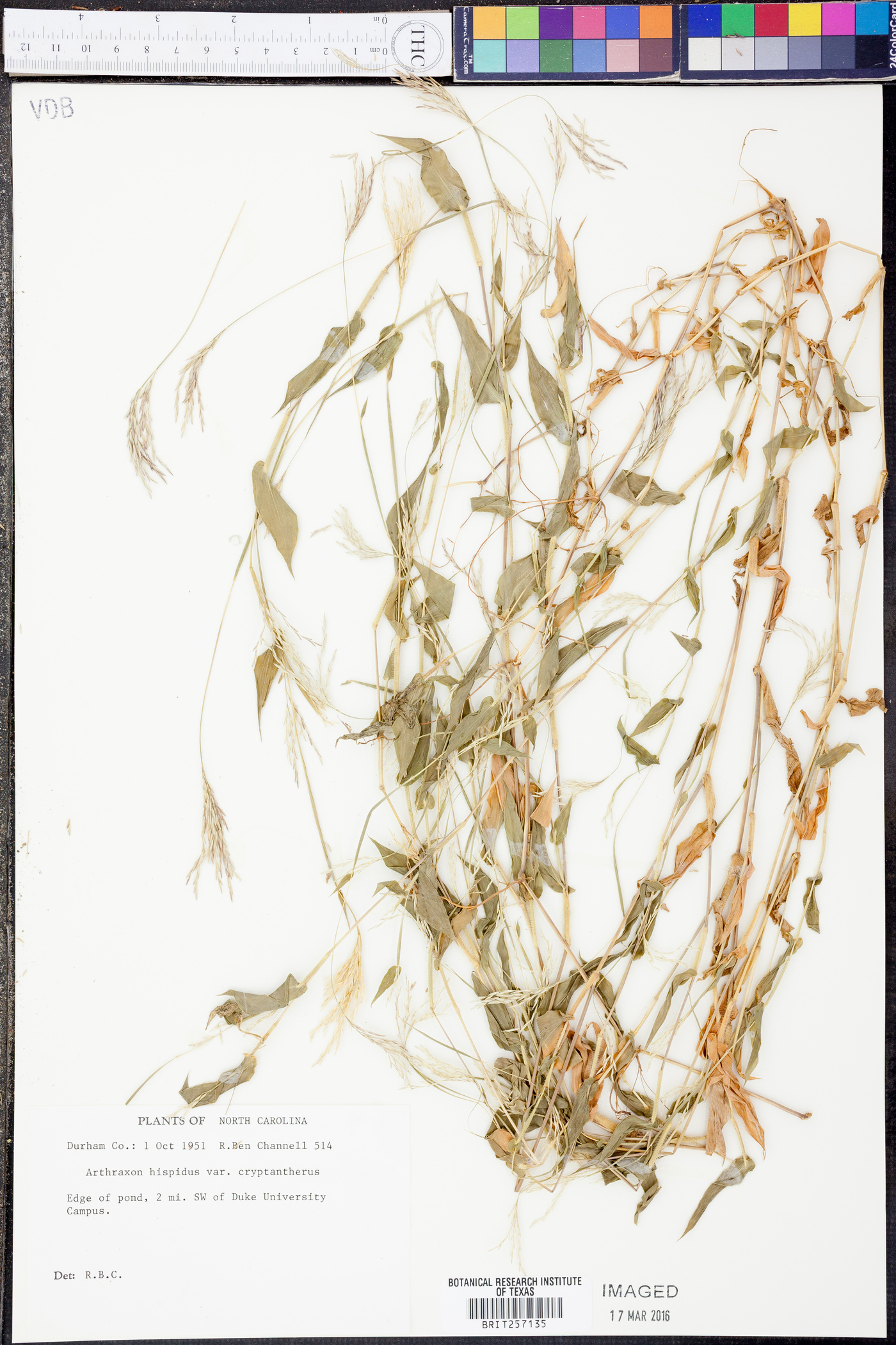 Arthraxon hispidus var. cryptatherus image