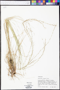 Aristida virgata image