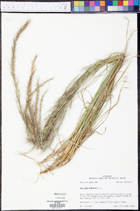 Aristida virgata image