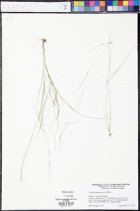 Aristida purpurascens image