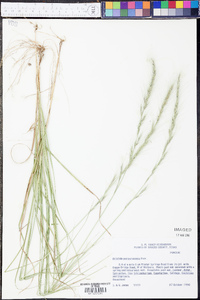 Aristida purpurascens image