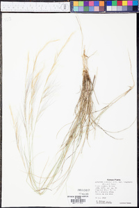 Aristida purpurea var. longiseta image