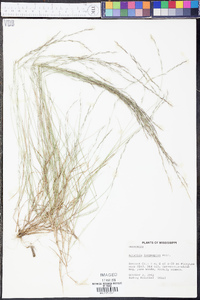 Aristida longespica image