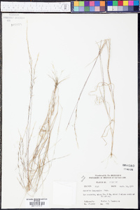 Aristida longespica image