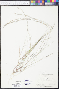 Aristida longespica image