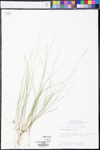 Aristida longespica image