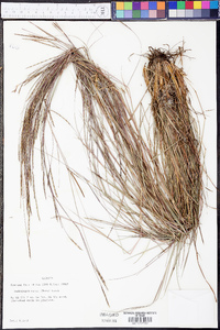 Schizachyrium tenerum image