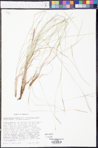 Schizachyrium tenerum image