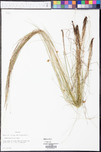 Schizachyrium tenerum image