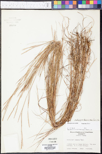 Schizachyrium tenerum image