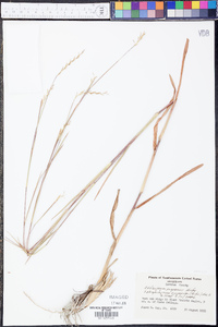 Schizachyrium scoparium var. scoparium image