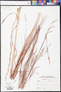 Schizachyrium scoparium var. scoparium image