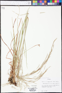 Andropogon stolonifer image