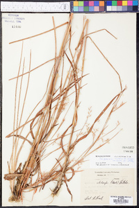 Schizachyrium stoloniferum image