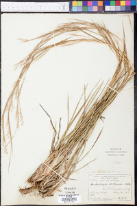 Schizachyrium scoparium var. scoparium image