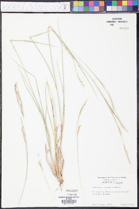 Schizachyrium scoparium var. scoparium image