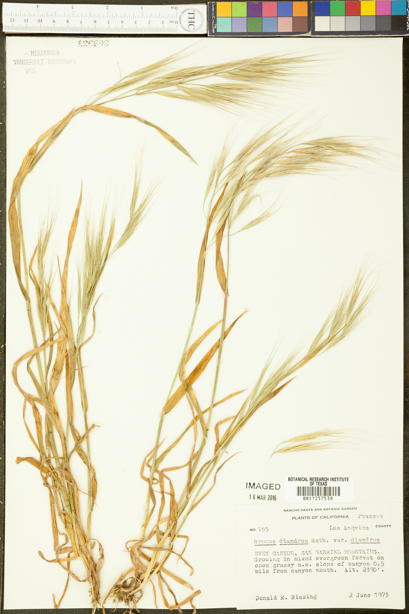 Bromus diandrus var. diandrus image