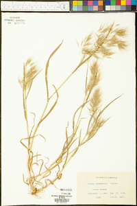 Bromus commutatus image