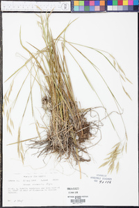 Bromus anomalus image