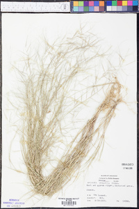 Aristida oligantha image