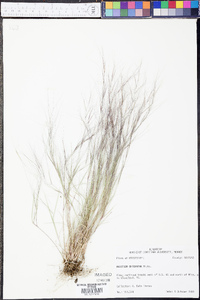 Aristida oligantha image