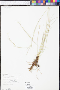 Aristida patula image