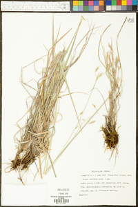 Bromus carinatus image