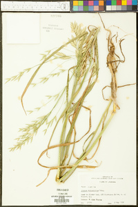 Bromus catharticus image