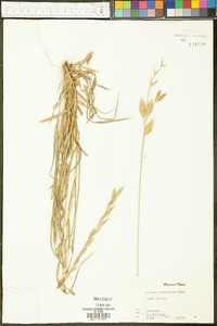 Bromus catharticus image