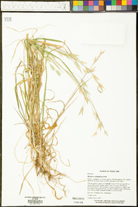 Bromus catharticus image