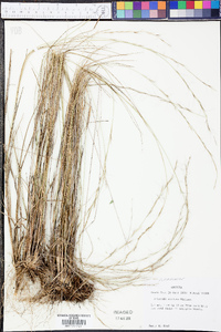 Aristida stricta image