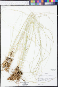 Aristida stricta image