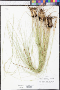 Aristida stricta image