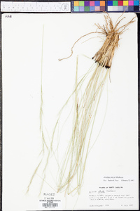 Aristida stricta image