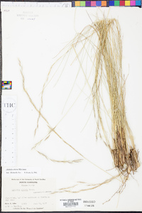 Aristida stricta image