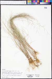 Aristida ramosissima image