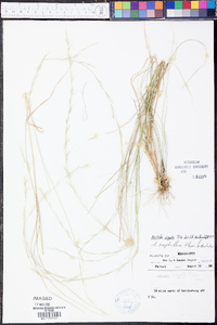 Aristida virgata image